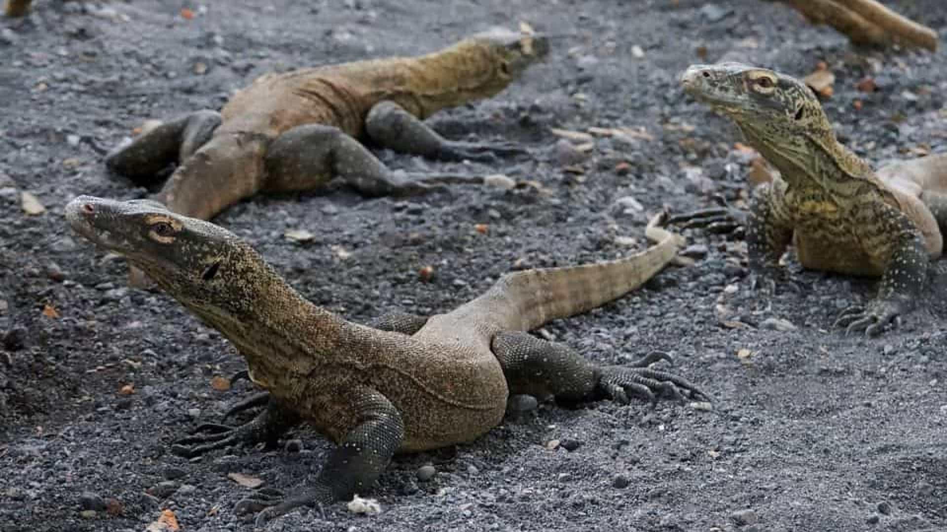 Zoo da Indonésia cria dragões-de-komodo para os salvar da extinção